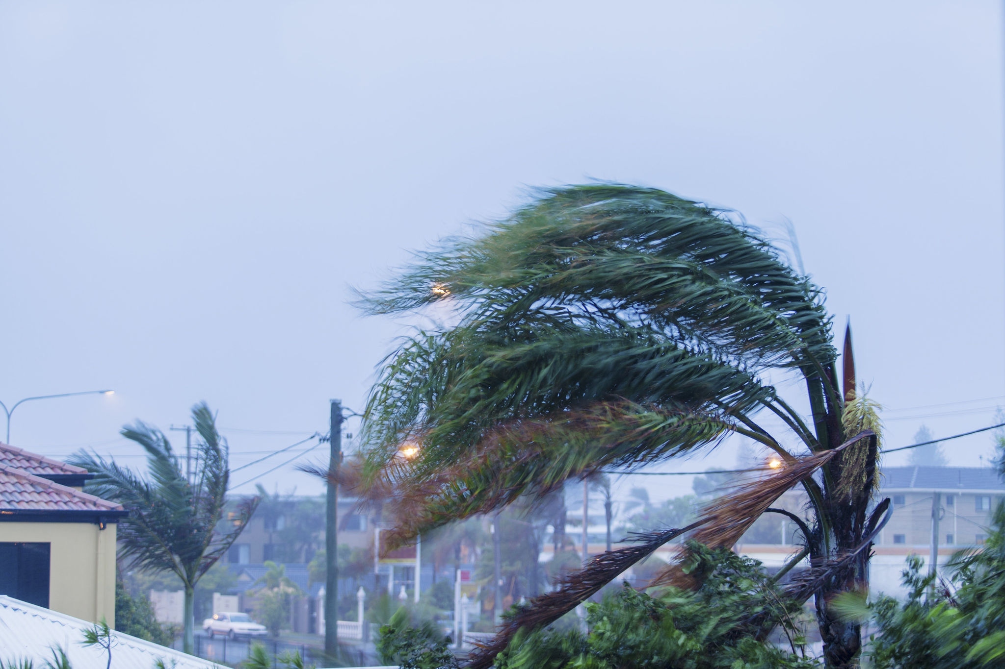 Strong wind and storm blowing palm trees